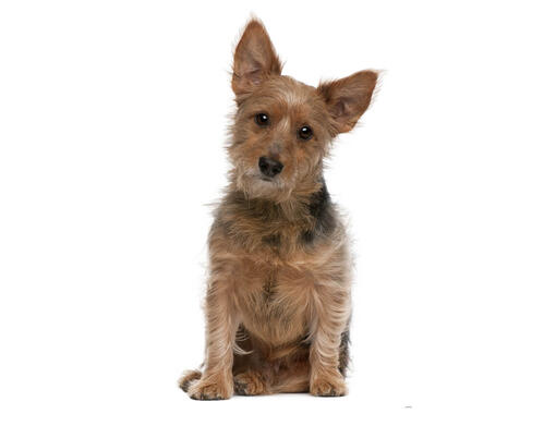 Terrier breeds sale pics